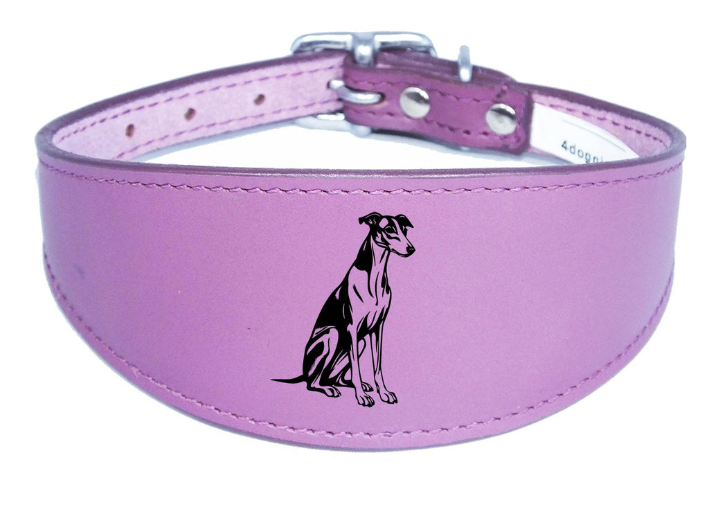 Luxury Whippet Greyhound Sighthound Padded Leather Collar NL 26