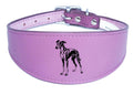 Luxury Greyhound Whippet Sighthound Padded Leather Collar NL 27