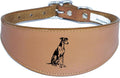 Luxury Whippet Greyhound Sighthound Padded Leather Collar NL 26