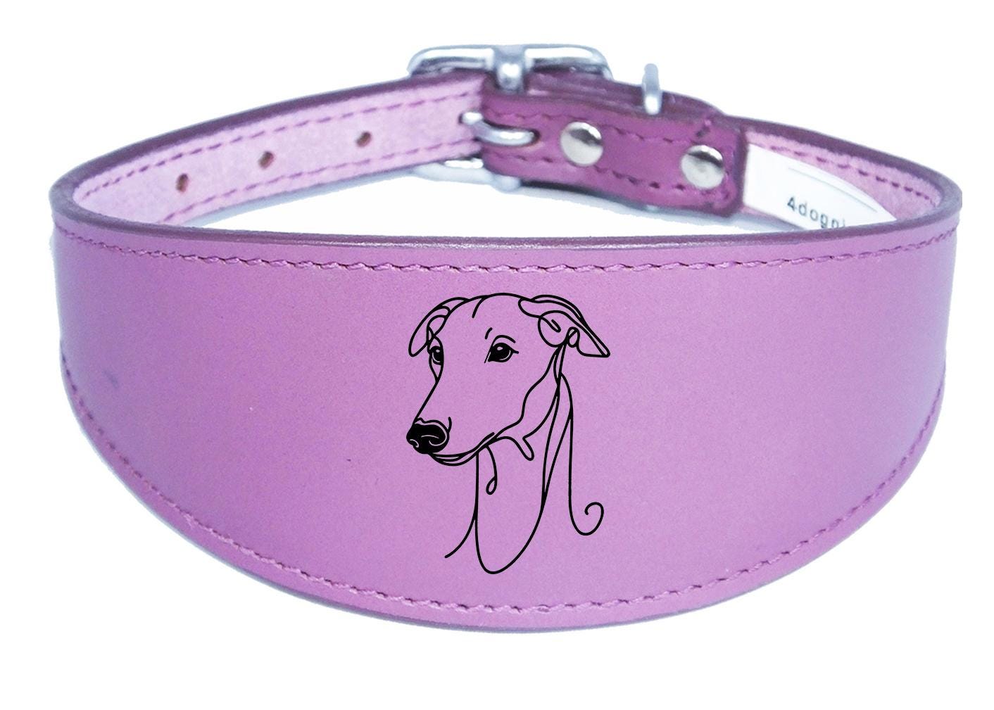 Luxury Sighthound Padded Leather Whippet Greyhound Collar in the UK NL 22